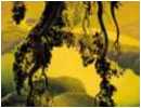 Eyvind Earle-Yorktown-Branch